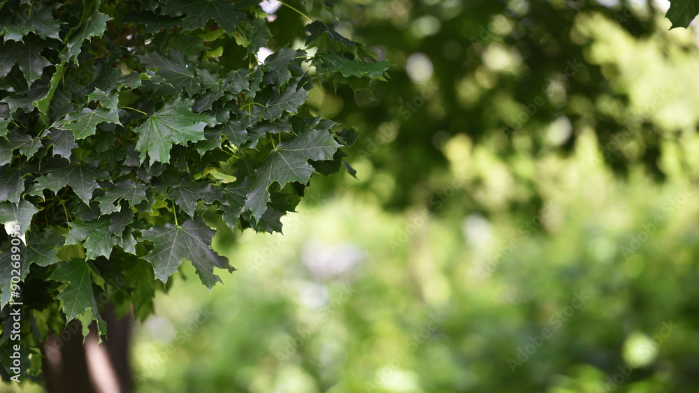 oak leaves. Oak Grove, green leaves, close-up. In the park or forest on a summer day. autumn theme, beautiful season. natural background. selective focus oak leaves. Oak Grove, green leaves, close-up. In the park or forest on a summer day. autumn theme, beautiful season. natural background. selective focus