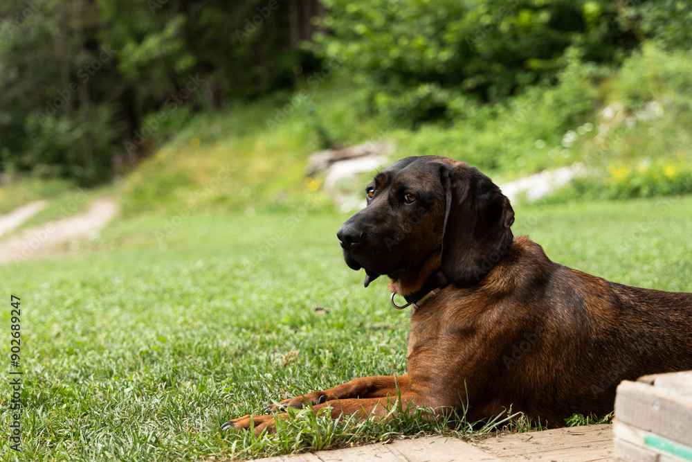 the dog lies in the shade on the lush green grass. She looks relaxed and content, enjoying the tranquility and beauty of the surrounding landscape. The surrounding area is beautiful: thick grass, perh the dog lies in the shade on the lush green grass. She looks relaxed and content, enjoying the tranquility and beauty of the surrounding landscape. The surrounding area is beautiful: thick grass, perh