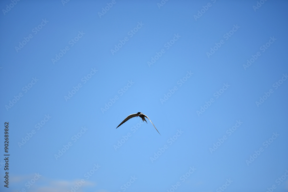 Larus. gull, bird in flight. Lesser Black-backed Gull Larus fuscus, summer time, bird in flight. isolated against blue clear sky. free flight. sea bird Larus. gull, bird in flight. Lesser Black-backed Gull Larus fuscus, summer time, bird in flight. isolated against blue clear sky. free flight. sea bird