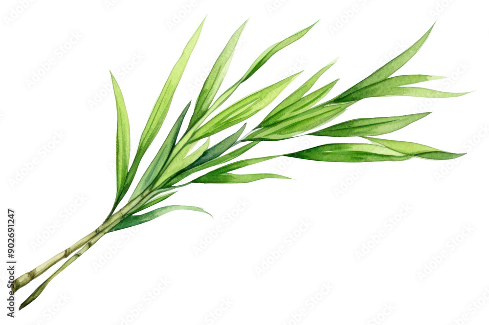 Fototapeta premium PNG Plant herbs leaf freshness.