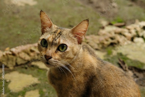 Wallpaper Mural Beautiful cat portrait. A cat sitting in the garden with a blurred background Torontodigital.ca
