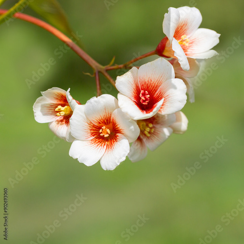 Close-up white Tung tree flower blooms. Aleurites Fordii Airy Shaw or Vernicia fordii, usually known as the tung or tung oil tree in spring. Delightful white-orange inflorescences on a blurred photo