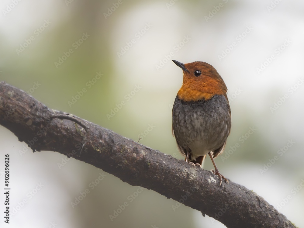 Fototapeta premium 森の中で枯れ木に留まっているコマドリの雄