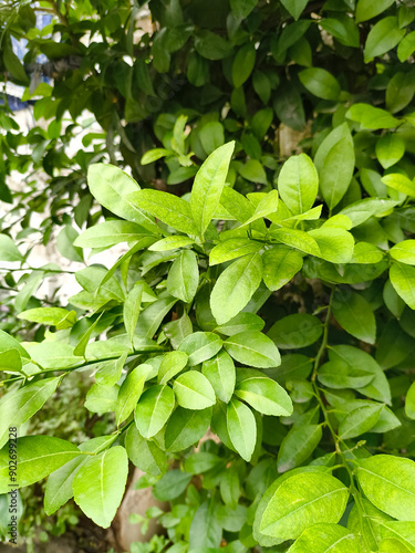 Wallpaper Mural green leaves in the garden Torontodigital.ca