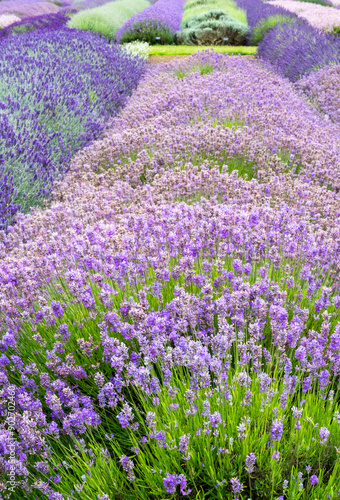 Rows Of Cotswold Lavendar At Snowshill, Worcestershire