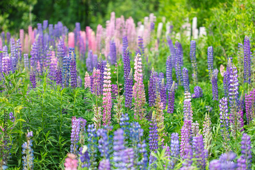 Obraz premium Lupine flowers in nature. Close-up