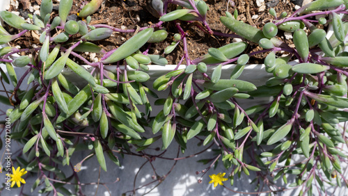 Top view of a Othonna ruby necklace plant photo