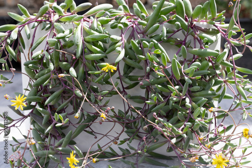 Beautiful ruby necklace hanging succulent plant closeup photo