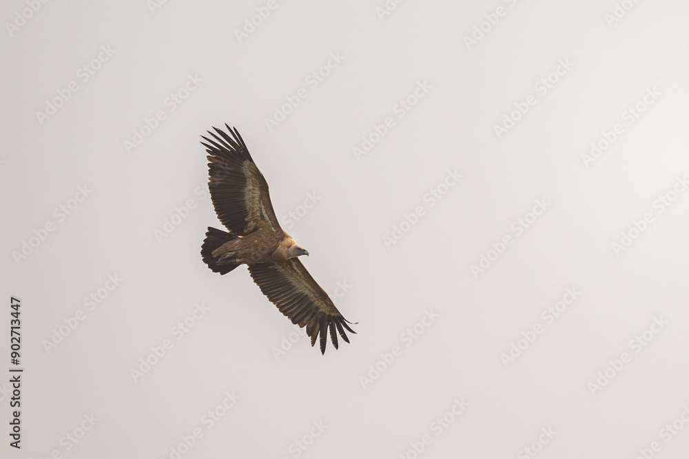 Obraz premium One griffon vulture flying in front of grey sky