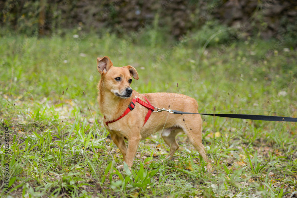 Light orange toy terrier dog looking sadly into the distance, dog walk. Light orange toy terrier dog looking sadly into the distance, dog walk.