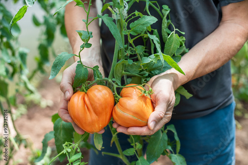 Obraz na plátně A farmer holds in his hands a branch with red tomatoes in heart shape that have