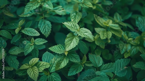 Green foliage in the woods