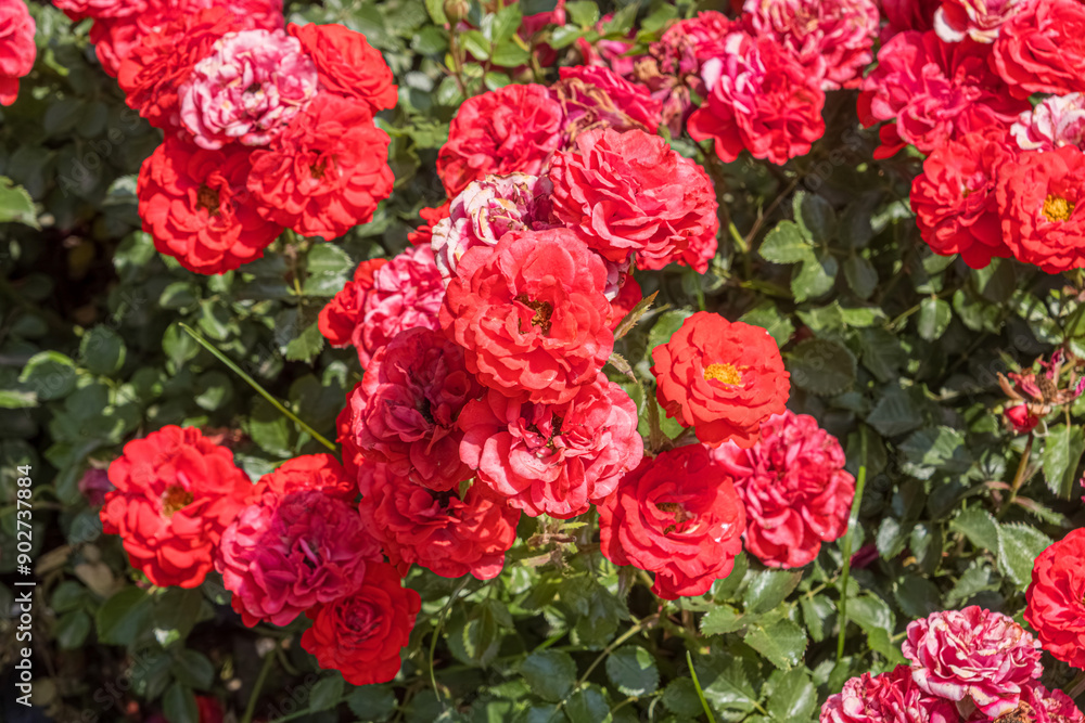 Red wild roses. Background photo for love. Flowers in their natural habitat. Selective focus. Red wild roses. Background photo for love. Flowers in their natural habitat. Selective focus.