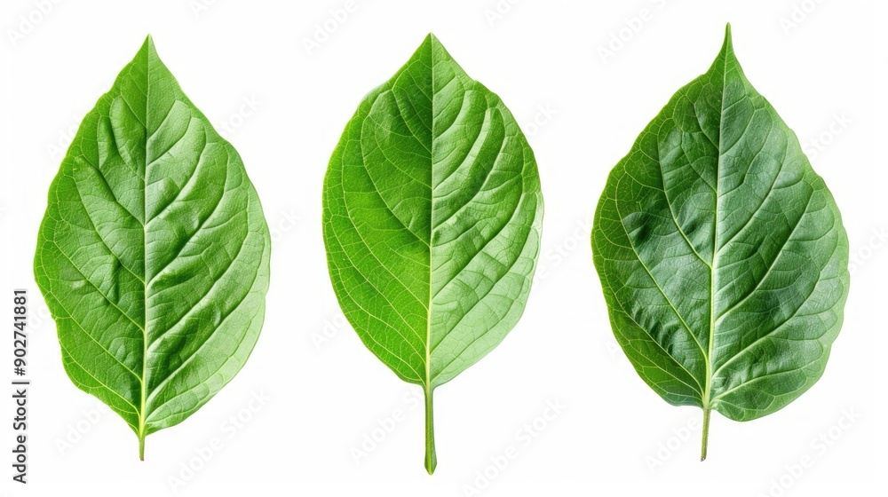 Isolated Green Leaf Set with Clipping Path Isolated Green Leaf Set with Clipping Path