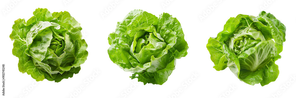 Set of A single, whole lettuce head isolated on transparent background Set of A single, whole lettuce head isolated on transparent background