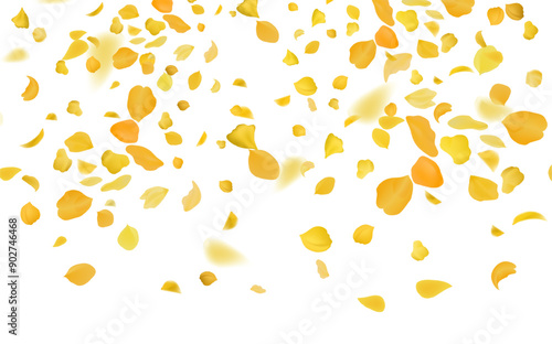 Yellow falling rose or sunflowers petals.Transparent panoramic horizontal background.Amber flower spring template.