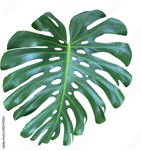 Plik wektorowy, duży, ogromny, zielony piękny liść z dziurami. Monstera Delicioza