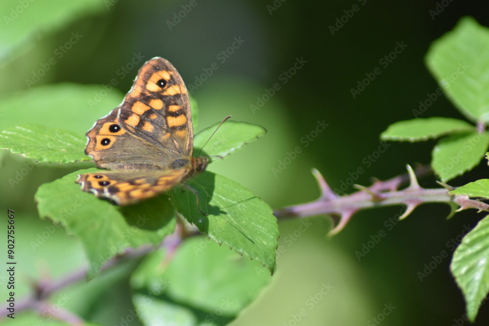 Speckled wood butterfly (Pararge aegeria Speckled wood butterfly (Pararge aegeria