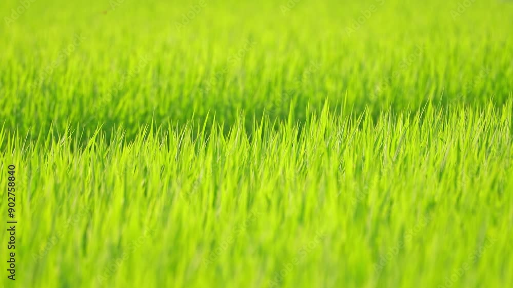 green field filled with a lot of rice green field filled with a lot of rice