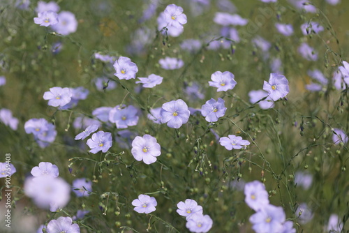 花の旬を迎えた宿根亜麻 photo