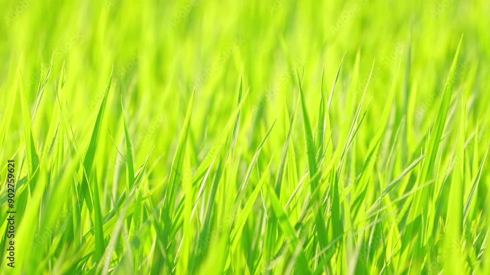 green field filled with a lot of rice green field filled with a lot of rice