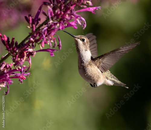 Humming bird with flower