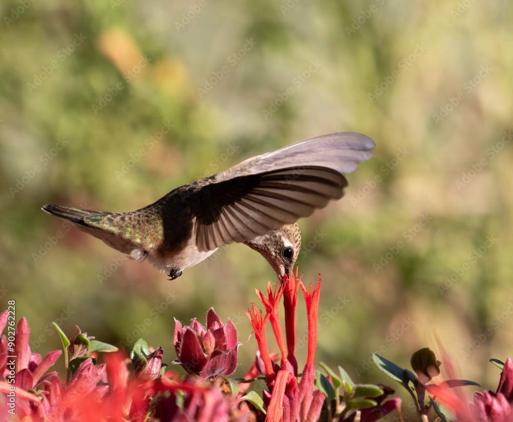 Humming bird with flower