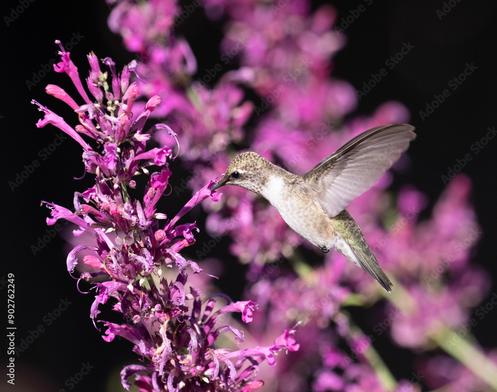 hummingbird and flower