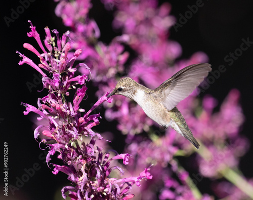 Obraz na płótnie hummingbird and flower w salonie