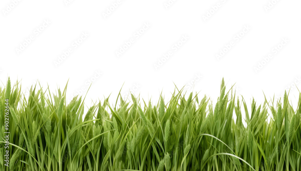 Obraz premium green grass foreground isolated on transparent background cutout