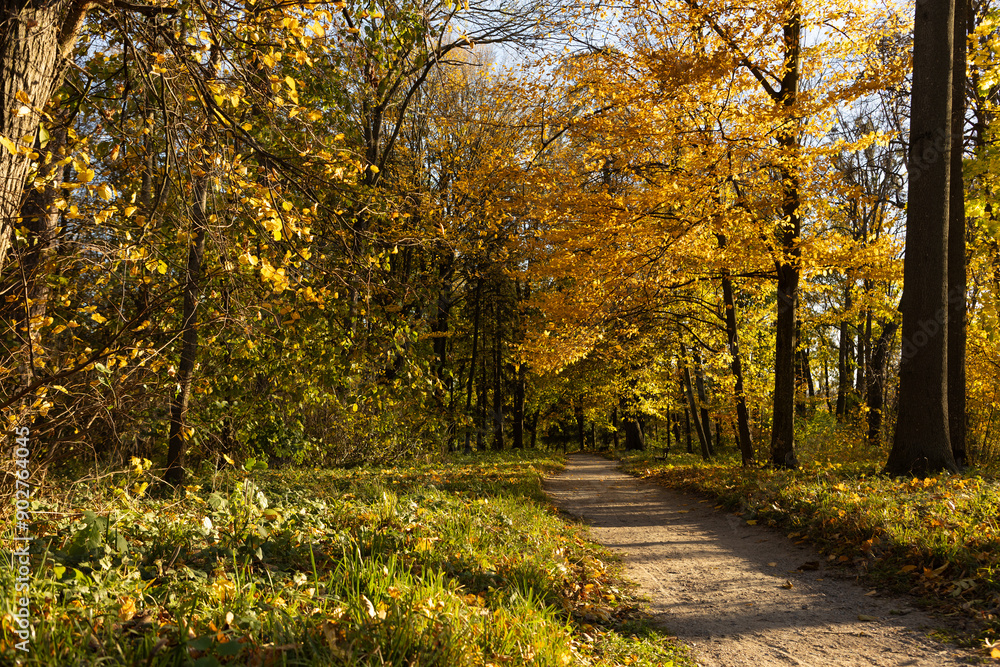 Autumn forest landscape dirt road