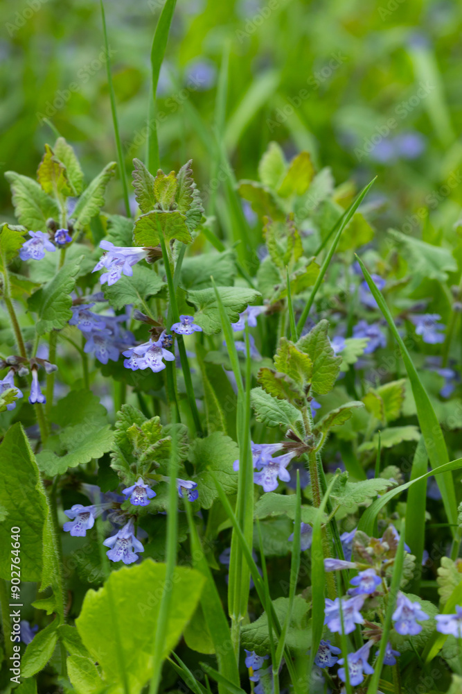 forest wild flowers honey plants forest wild flowers honey plants
