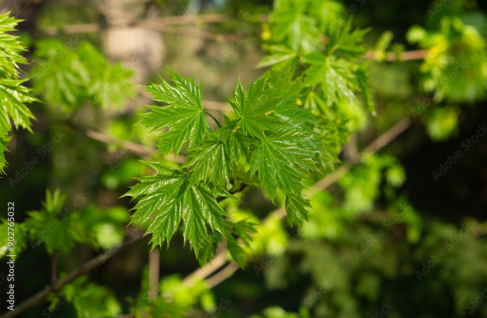 young maple leaves early spring natural background young maple leaves early spring natural background