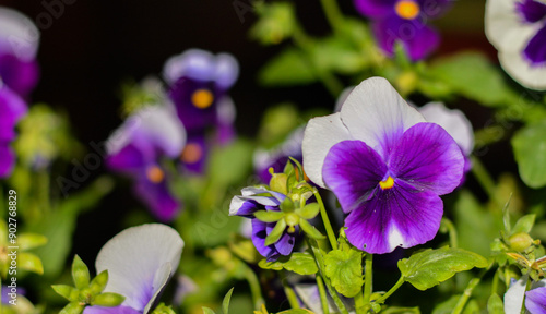 purple  flowers in the garden