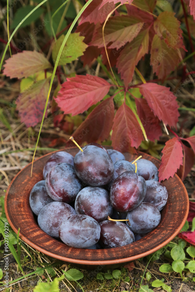 Plums in plate in garden close up. Ripe fresh organic plum harvest in bowl outdoors in autumn nature Plums in plate in garden close up. Ripe fresh organic plum harvest in bowl outdoors in autumn nature