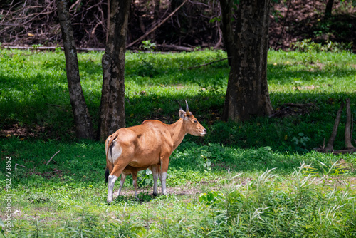 Bos javanicus in the pasture