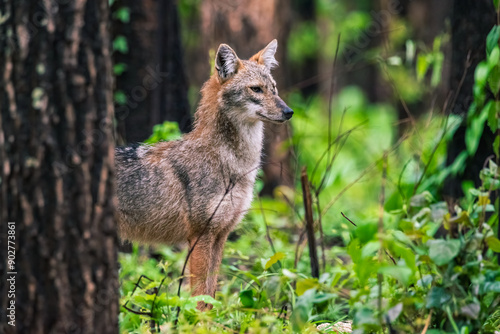 Obraz na płótnie Thai land wildlife, Golden jackal, Canis aureus, feeding scene on meadow, Wild dog behaviour scene in nature. Mountain animal in the habitat, w salonie