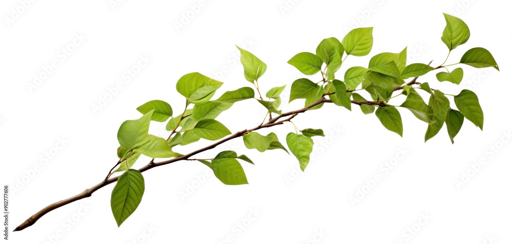 Obraz premium PNG Tree branch plant leaf tree.