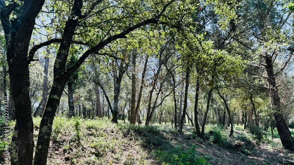 Beautiful forest landscape with trees.
Beautiful forest landscape with trees.