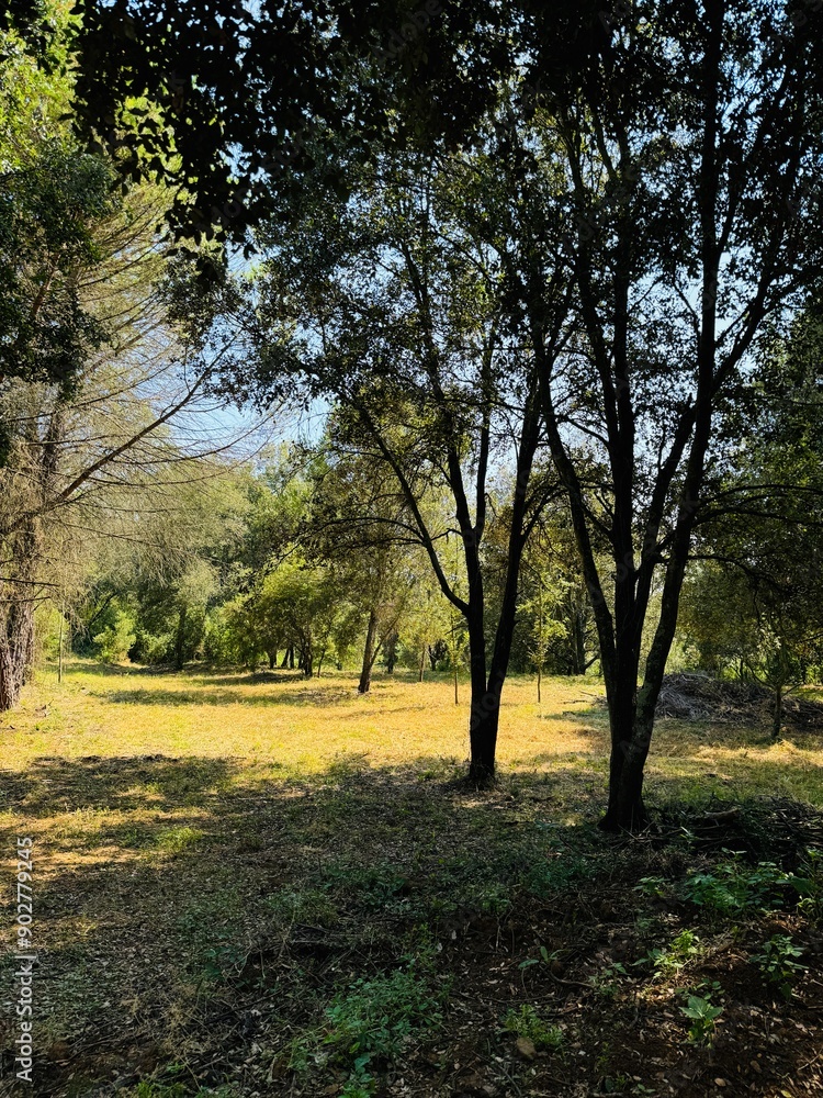 Beautiful forest landscape with trees.

