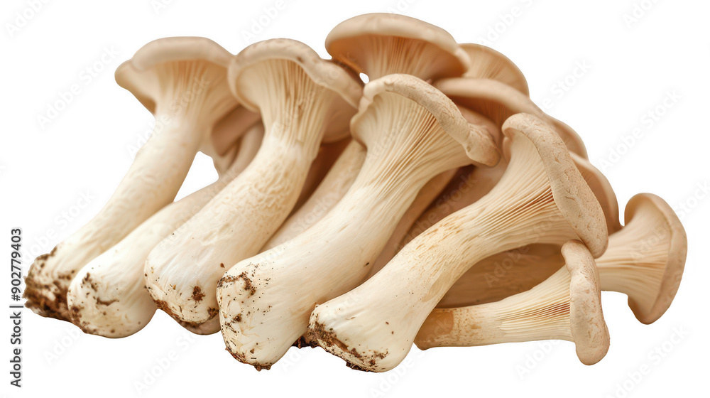 Fototapeta premium Fresh king oyster mushrooms with earthy tones captured on a white background