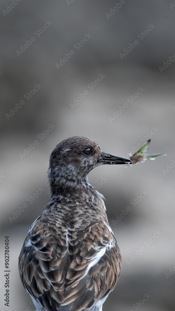 Fototapeta premium Bird with fishtail