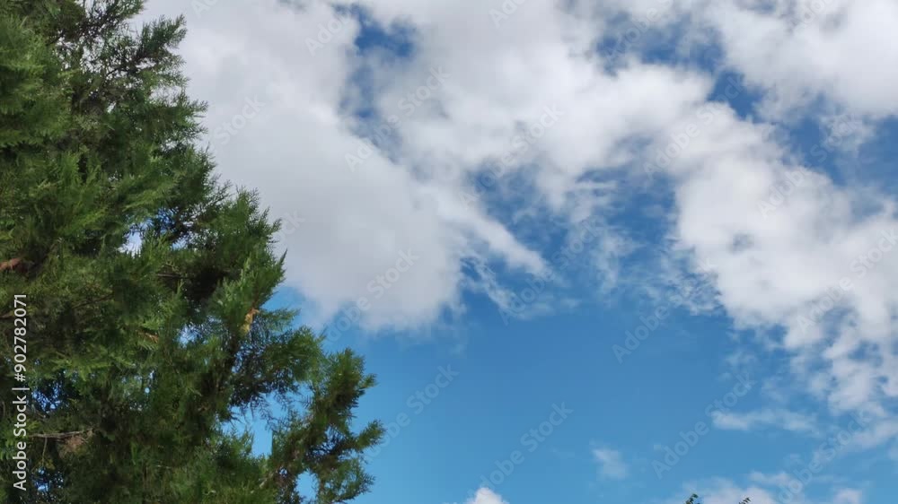 Green branches of thuja against the background of clouds. Thuja branches are swaying in the wind. Spruce branches. Green branches of thuja against the background of clouds. Thuja branches are swaying in the wind. Spruce branches.