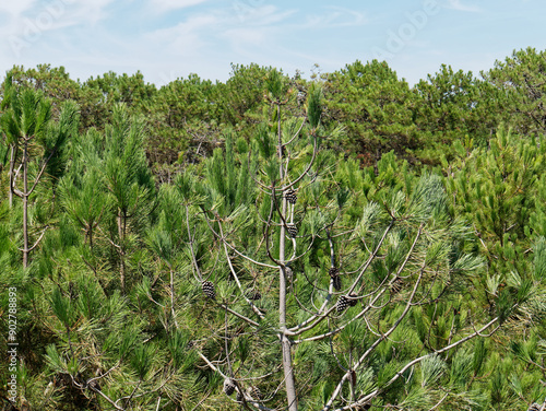 Forêt de pins maritime. Ile d'Oléron
Charente-Maritime, Nouvelle-Aquitaine, France photo