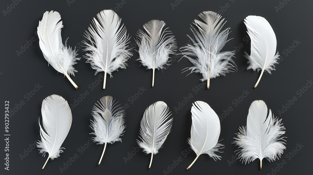 A set of different white fluffy bird feathers on a black background A set of different white fluffy bird feathers on a black background