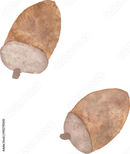 水彩タッチのどんぐりのベクターイラスト