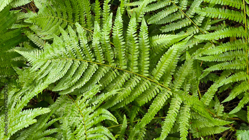 bush of green fern leaves close up photo