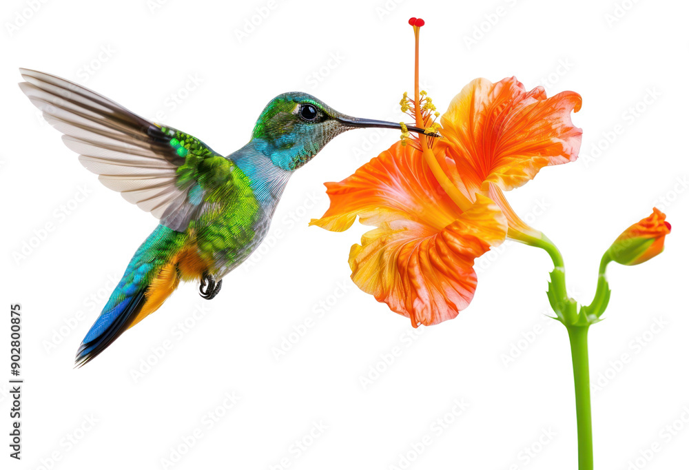 Fototapeta premium PNG Hummingbird feeding on vibrant hibiscus
