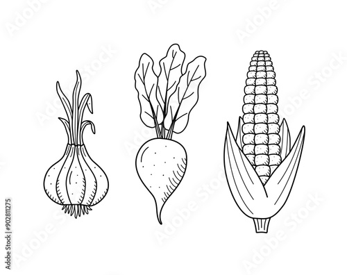 Collection of drawing vegetables in doodle style. A set of vector illustrations of the harvest corn  beet onions