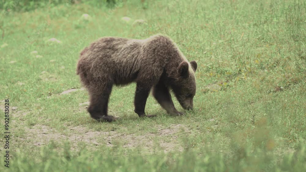 European Brown Bear Looking For Food On A Green Clearing.